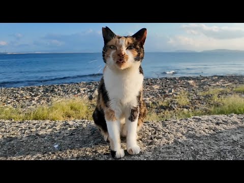 防波堤で三毛猫をナデナデしてたら…まさかのキジトラまで登場🐾💖(YouTube)