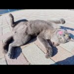 わんぱくな灰色猫ちゃんが人間にお腹を見せて楽しそうに遊ぶ(YouTube)