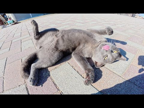 わんぱくな灰色猫ちゃんが人間にお腹を見せて楽しそうに遊ぶ(YouTube)