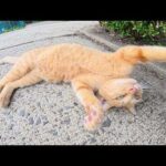 茶トラ猫が甘え上手の茶シロ猫に嫉妬する(YouTube)