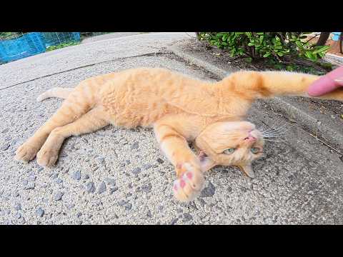 茶トラ猫が甘え上手の茶シロ猫に嫉妬する(YouTube)