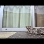 島の商店の前でお店が開くのをじっと待つ猫が可愛すぎた🐾(YouTube)