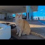 切符売り場受付係を最近退職した茶トラ猫ちゃんが漁港にいたのでナデナデしてきた(YouTube)