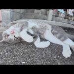 灰色猫をモフっていたら、そっくりな猫が割り込んできて甘えてきた(YouTube)