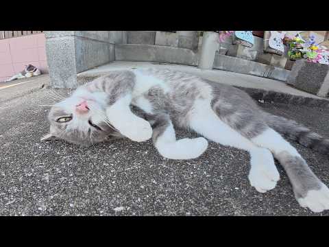 灰色猫をモフっていたら、そっくりな猫が割り込んできて甘えてきた(YouTube)