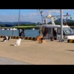 漁船が港に戻ると…猫たちの大歓声！🐱✨港中が幸せムードに包まれる瞬間(YouTube)