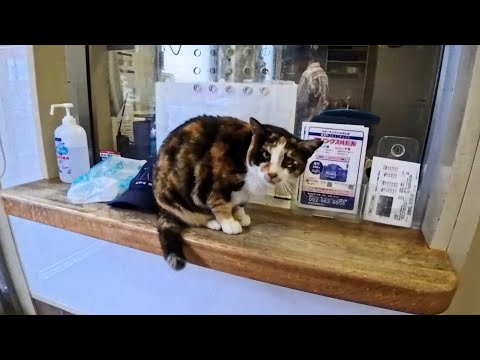 夕方のフェリー乗り場にカワイイ三毛猫ちゃんがいました(YouTube)