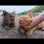 島の漁港で可愛い猫達がペアを組んでくつろいでいた(YouTube)