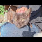 マーブル黒猫が人間のひざに飛び乗ってリラックスする(YouTube)