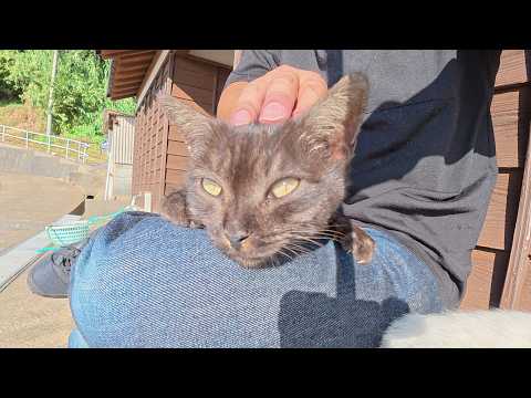 マーブル黒猫が人間のひざに飛び乗ってリラックスする(YouTube)