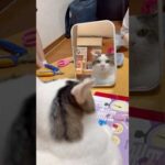 この太ったやつ、誰？(YouTube)