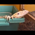 オオトカゲ餌あげライブ！(YouTube)