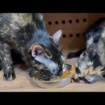 快挙‼️(YouTube)