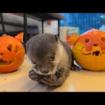ジャックオーランタンを食べ始めたカワウソw w w The otter started eating the jack-o’-lantern lol(YouTube)