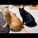 兄猫大好き黒猫くんのやり取りを飼い主がずっと見ていると…(笑)(YouTube)
