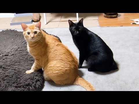 兄猫大好き黒猫くんのやり取りを飼い主がずっと見ていると…(笑)(YouTube)