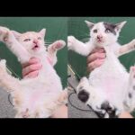 倉庫の裏で激カワな子猫の兄弟を発見！(YouTube)