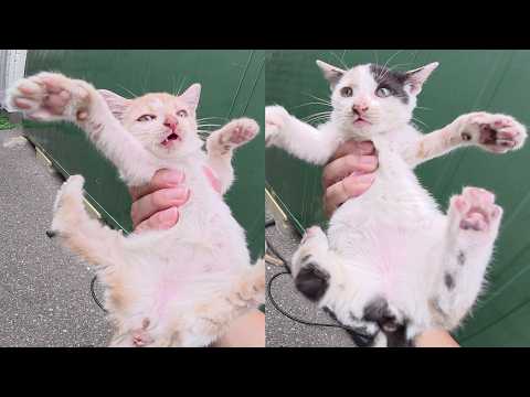 倉庫の裏で激カワな子猫の兄弟を発見！(YouTube)