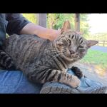 ベンチに座ると、キジトラ猫がひざの上に飛び乗ってきた(YouTube)