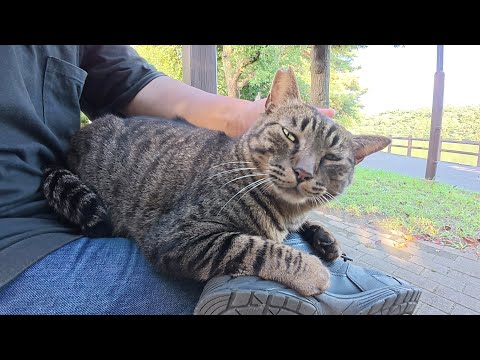 ベンチに座ると、キジトラ猫がひざの上に飛び乗ってきた(YouTube)