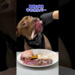 誰よりも生肉が大好きなピットブル(YouTube)