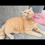 太った茶トラ猫が島のお寺へ案内してくれた(YouTube)