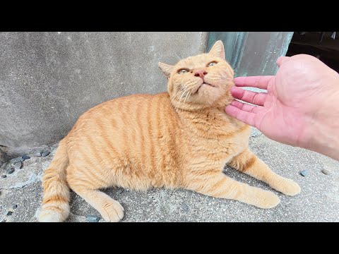 太った茶トラ猫が島のお寺へ案内してくれた(YouTube)