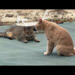 好きな猫が来て乙女になってしまう姐さん(YouTube)