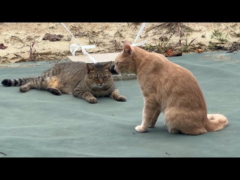 好きな猫が来て乙女になってしまう姐さん(YouTube)