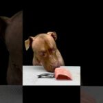 牛の気管をしっかりカミカミするピットブル(YouTube)