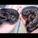 漆黒すぎる蛇が産まれた(YouTube)