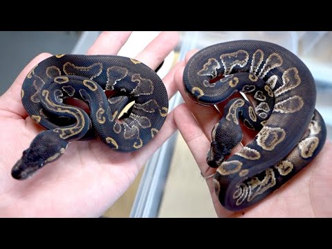 漆黒すぎる蛇が産まれた(YouTube)