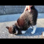 海沿いで出会ったハチワレ猫ちゃん🐾自らモフられに来る姿が可愛すぎる💖(YouTube)