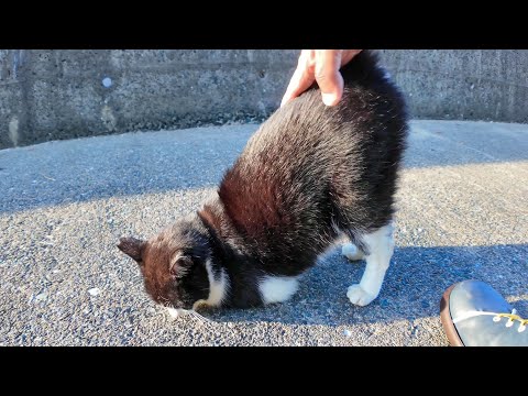 海沿いで出会ったハチワレ猫ちゃん🐾自らモフられに来る姿が可愛すぎる💖(YouTube)