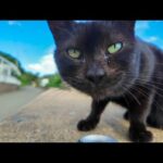 猫島の閉店カフェ付近にいた黒猫ちゃんにちゅーる差し入れしてみた🐾(YouTube)
