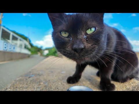 猫島の閉店カフェ付近にいた黒猫ちゃんにちゅーる差し入れしてみた🐾(YouTube)