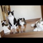 久々に玄関に下りてみたら秀吉ファミリーに囲まれて戻れなくなった猫(YouTube)