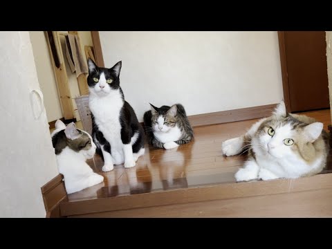 久々に玄関に下りてみたら秀吉ファミリーに囲まれて戻れなくなった猫(YouTube)