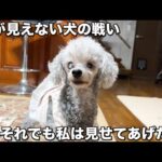 目の見えない犬に病院で告げられた真実(YouTube)