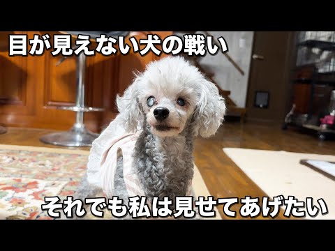 目の見えない犬に病院で告げられた真実(YouTube)