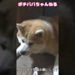 秋田犬が可愛すぎる　#Shorts #秋田犬 #大型犬のいる生活(YouTube)
