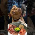 ワイルドに食べるピットブルの咀嚼音が気持ちいい(YouTube)