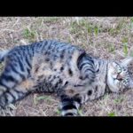 公園の芝生広場に行ったら猫がすり寄ってきた…癒しの時間🐾💗(YouTube)