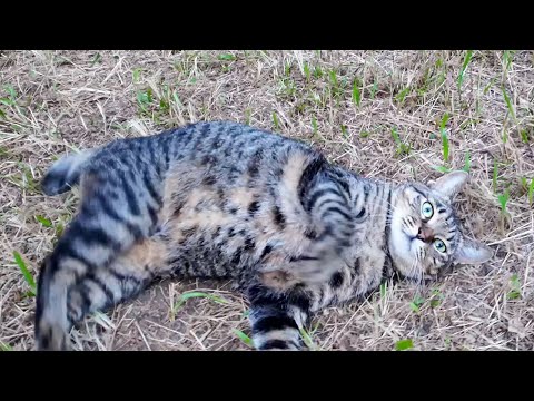 公園の芝生広場に行ったら猫がすり寄ってきた…癒しの時間🐾💗(YouTube)