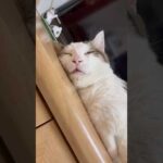 うまい、美味いウマイ、これ美味い(YouTube)