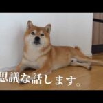 ペットロスで苦しんだ末に辿り着いた一つの考え。(YouTube)