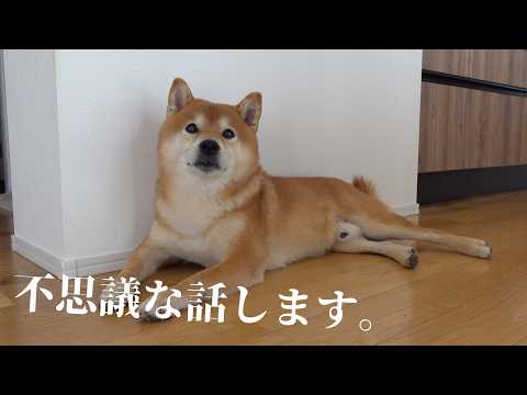 ペットロスで苦しんだ末に辿り着いた一つの考え。(YouTube)