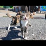 猫島に到着した瞬間、港の猫たちから熱烈なお出迎えを受けた🐾💖(YouTube)
