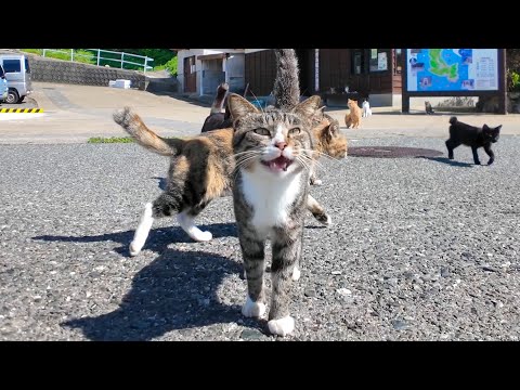 猫島に到着した瞬間、港の猫たちから熱烈なお出迎えを受けた🐾💖(YouTube)