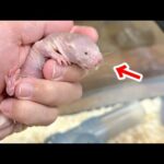 埼玉のペットショップに【世界一キモかわ】な生き物が売っていたので見に行ってみると…(YouTube)